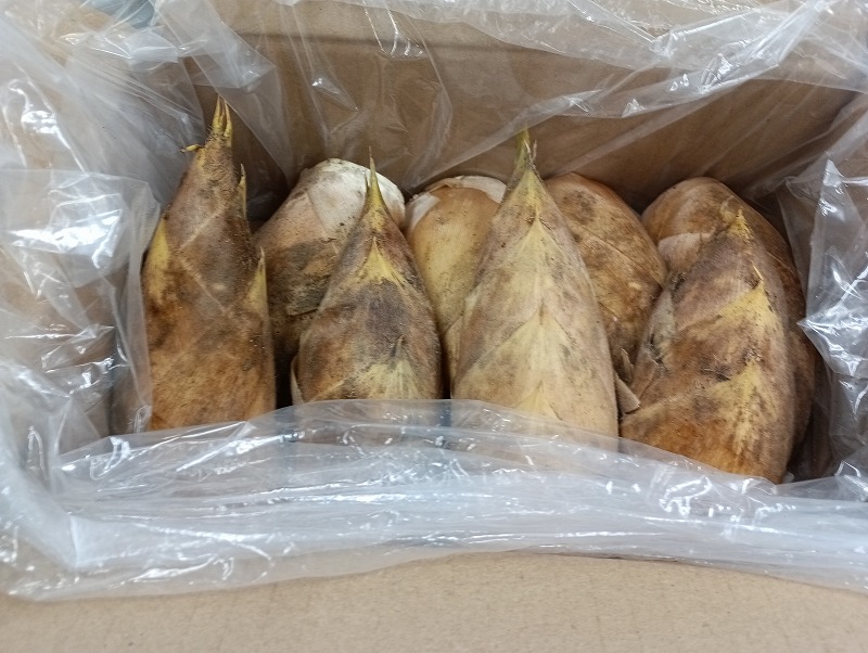 たけのこ　国産